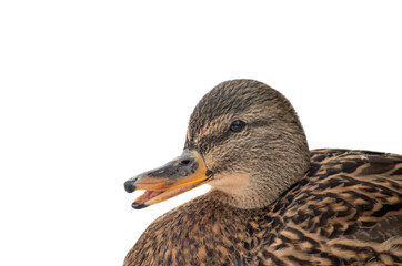 Female mallard duck isolated on a white background