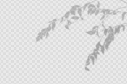 Realistic shadow tropical leaves and olives branches on transparent checkered background.