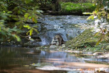 Raccoon eating along stream in woods