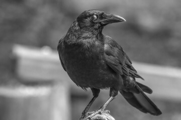 bird, nature, animal, wildlife, black, wild, beak,  bird, feather, branch, blue, wings, feathers, raven, ornithology, white, starling, small, colorful, avian, crow, bird, on perch, evil eye