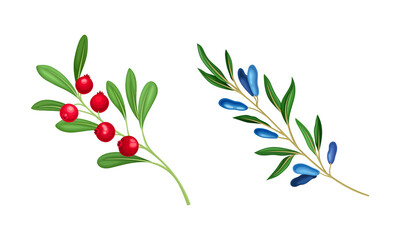 Red Cranberry and Honeyberry Branch with Hanging Ripe Edible Berry Vector Set