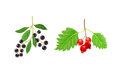 Black Currant and Hawthorn Branch with Hanging Ripe Edible Berry Vector Set