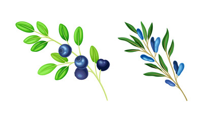 Fototapeta na wymiar Blueberry and Honeyberry Branch with Hanging Ripe Edible Berry Vector Set