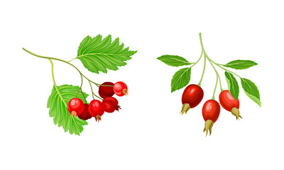 Red Brier and Hawthorn Branch with Hanging Ripe Edible Berry Vector Set