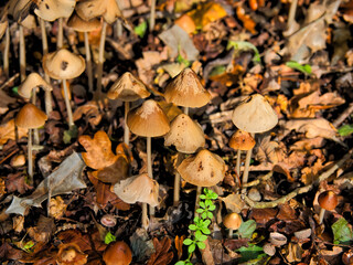 Galerina-graminea Turf-Bell Fungi
