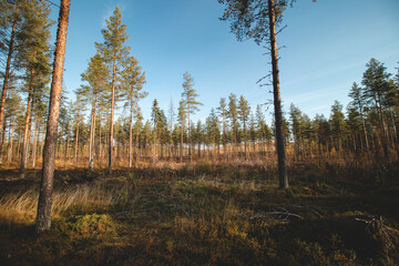 Obraz premium Sunset in the Finnish wilderness near Kajaani. A sightseeing route through the rocky terrain in the forest. Autumn in Suomi. Hiking adventure