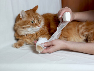 a beautiful red fluffy cat is bandaged with a paw, light background
