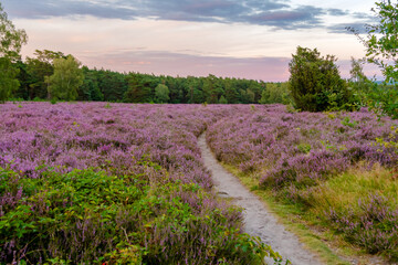 Lüneburger Heide am Wietzer Berg am Abend bei der Heideblüte Hügelgräber am Wietzerberg