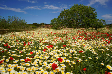 Sant Francesc Xavier, campo primaveral.Formentera.Islas Pitiusas.Baleares.España.