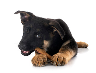 Fototapeta premium puppy german shepherd