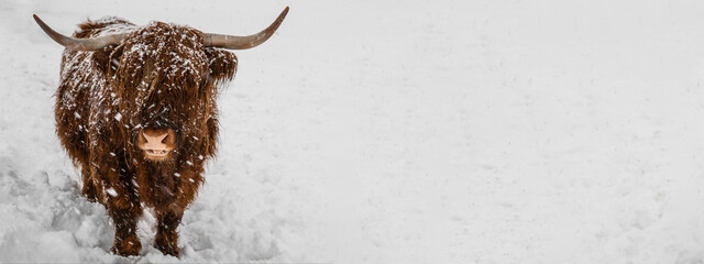 Funny animals background banner panorama - Scottish Highland Cow in winter with snow, cow in snowy field looking at the camera