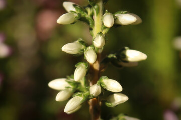 Macro of delicate flowers on a Heather plant