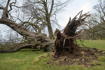 Large mature tree in a rural location blown down by fierce storm showing its roots © Andrew