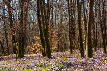 blooming crocus flowers in springtime. leafless trees in the forest. beautiful nature scenery