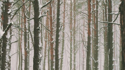 4K Beautiful Snowy White Forest In Winter Frosty Day. Snowing In Winter Frost Woods. Snowy Weather. Winter Snowy Coniferous Forest. Blizzard in Windy Day.