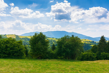 row of trees on the hillside meadow. beautiful rural landscape in the distance. sunny summer weather with fluffy clouds above the distant mountain range