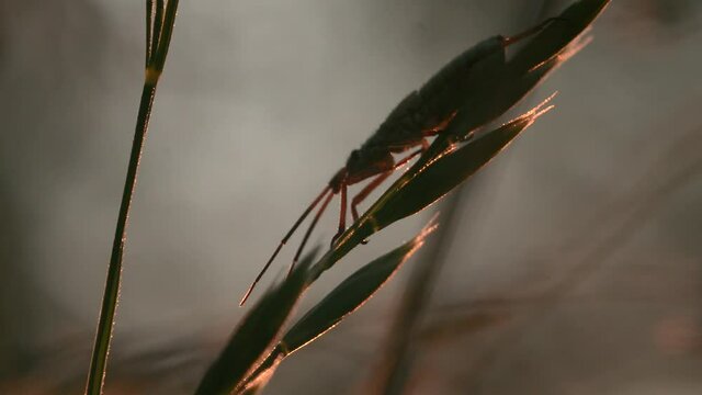 A landscape with large insects with long whiskers. Creative. Macro photography of flowers on which insects crawl in the grass.