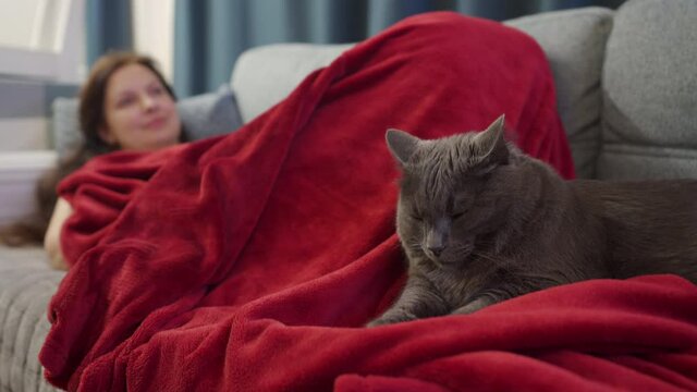 Woman with cat resting on the couch watching tv at home, large adult gray cat lying on red blanket. High quality 4k footage