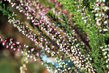 Delicate pink and white flower buds on a Heather plant