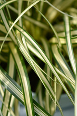 Striped Weeping Sedge Evergold