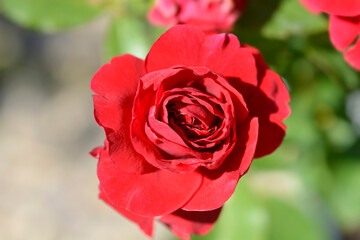 Floribunda rose Nina Weibull
