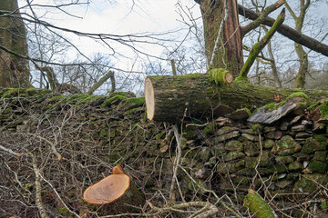 Tree fallen across wall and cut for timber after a destructive storm