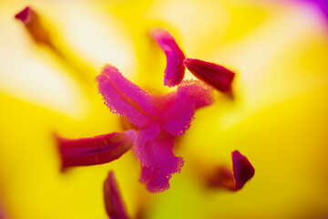 Purple tulip, liliaceae blossom pistil, carpels with yellow petals on background