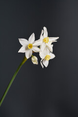 Obraz na płótnie Canvas Bunch-flowered narcissus