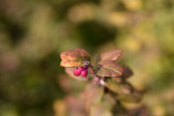 Coralberry
