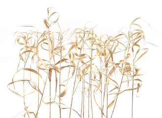 Dry plants growing near river isolated on white background. Abstract dry bulrush grasses in winter time.