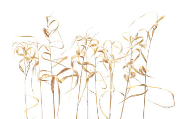 Dry plants growing near river isolated on white background. Abstract dry bulrush grasses in winter time.