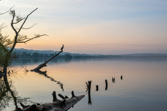 silhouette of cormorant fishing at lake sempach in switzerland during sunset with coloured sky