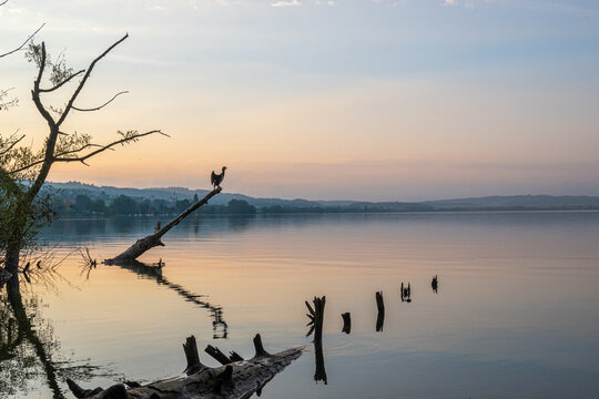 silhouette of cormorant fishing at lake sempach in switzerland during sunset with coloured sky