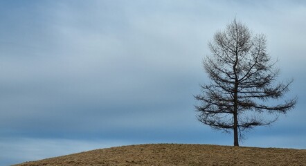 Einsamer Baum auf Hügel