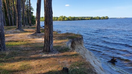 trees on the beach