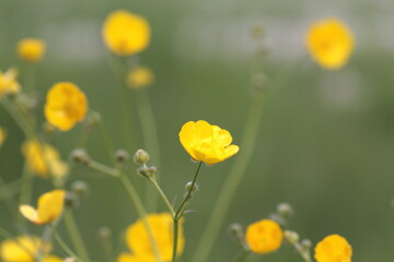 Meadow Buttercup