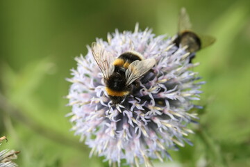 Bumblebee on flower