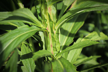 Macro view of the spiny stem on a Helens Flower