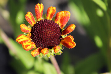 Macro view of a Helens Flower head