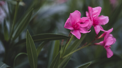 Nerium pink flower in the nature, summer time