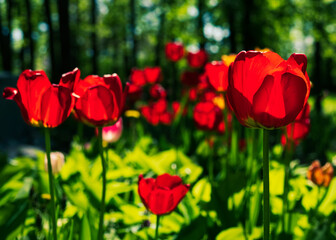 Red tulips in the garden