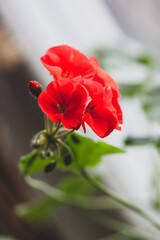 Obraz premium Red geranium flowers