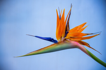 Colorful flowers Bird of Paradise blossom