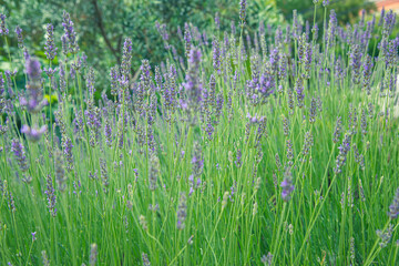 Beautiful lavender flower in summer