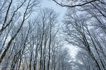 Bare trees in winter. sky against the background of trees without leaves in the snow.