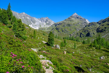 Hiking trail in an idyllic mountain landscape in East Tyrol, Tyrol, Austria, Europe