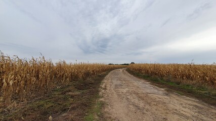 road in the field