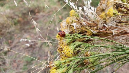 ladybird on a branch