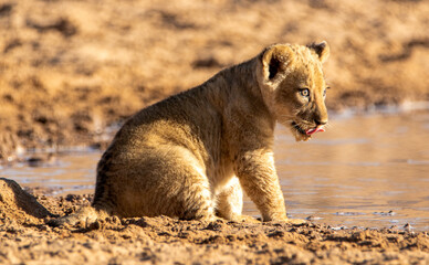Lion Cubs in the Kgalagadi