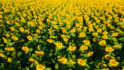 Fototapeta premium sunflower seed field top view